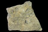 Pennsylvanian Fossil Brachiopod Plate - Kentucky #138905-1